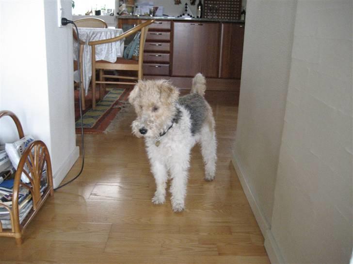 Ruhåret foxterrier Bailey billede 11