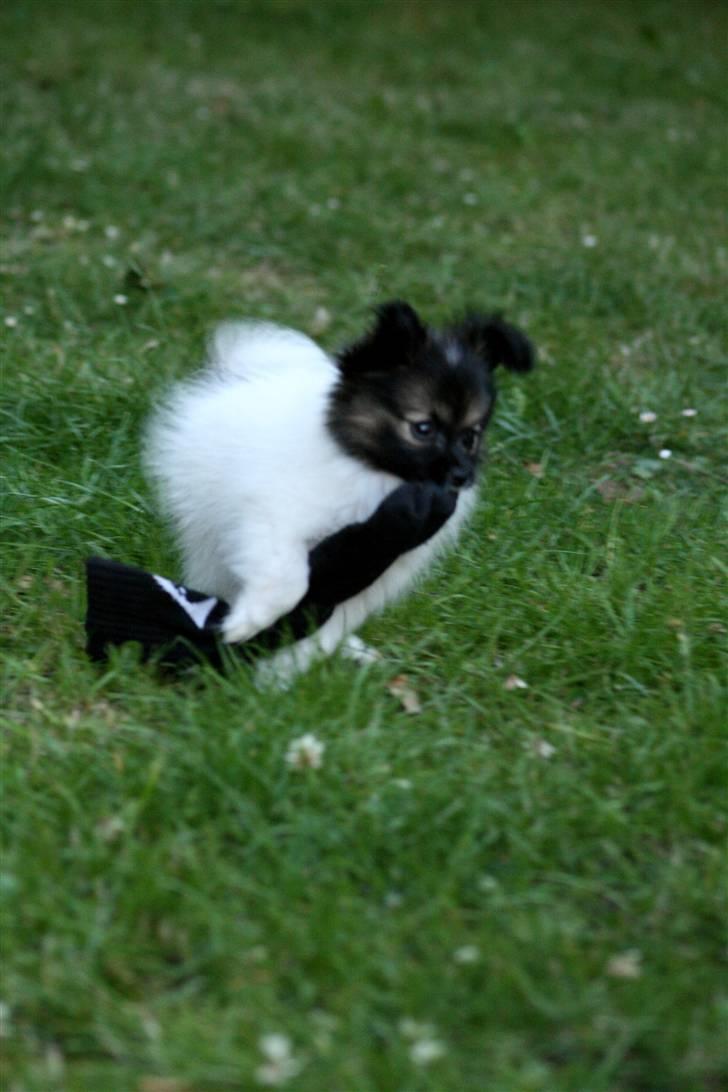 Papillon Toymakers Isadora (Mille) billede 12