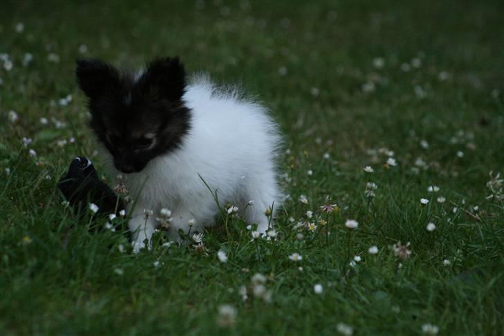 Papillon Toymakers Isadora (Mille) billede 13