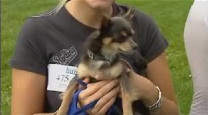 Chihuahua Dario billede 19