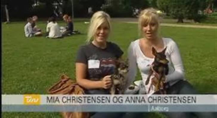 Chihuahua Dario - Rettelse! Anne Christensen ;-)  billede 20