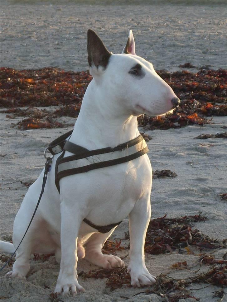 Bullterrier ALF  R.I.P savner dig ven - alf billede 1