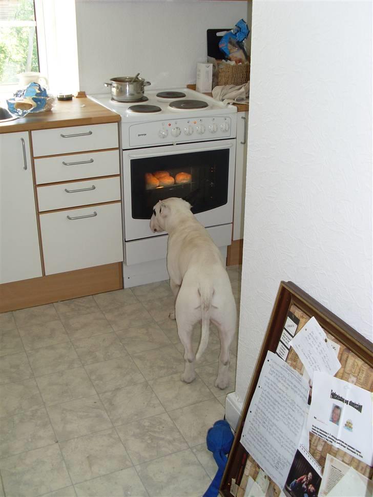 Bullterrier ALF  R.I.P savner dig ven - mon de er til mig billede 2