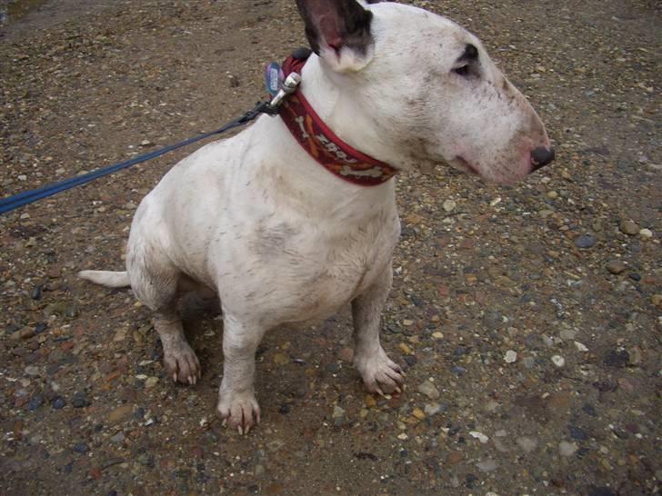 Bullterrier ALF  R.I.P savner dig ven - hvem sagde beskidt billede 3