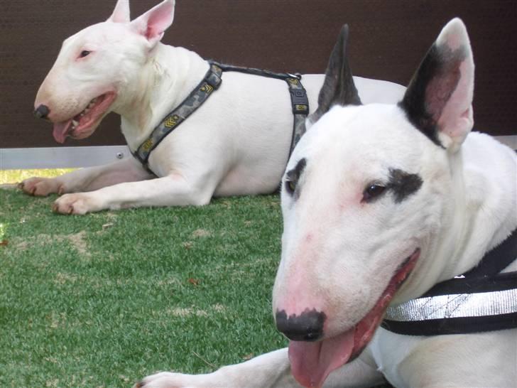 Bullterrier ALF  R.I.P savner dig ven - skal mindst have mine 12 timers søvn i træk billede 4