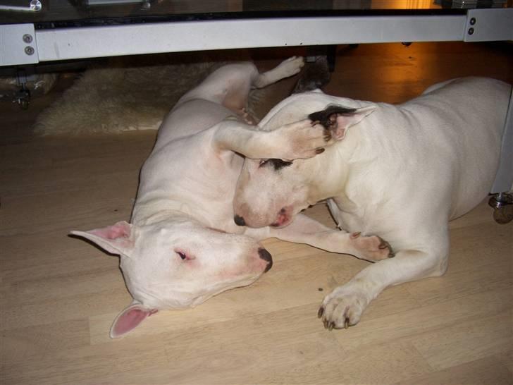 Bullterrier ALF  R.I.P savner dig ven - nytår billede 5