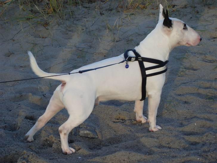 Bullterrier ALF  R.I.P savner dig ven - alt for en kage billede 6