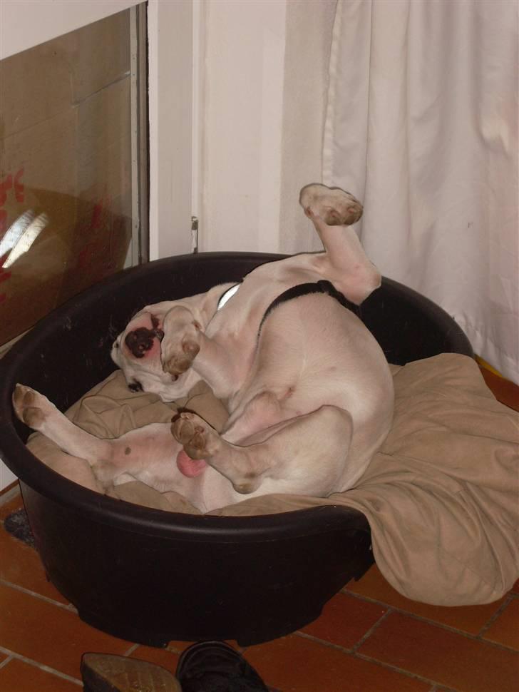 Bullterrier ALF  R.I.P savner dig ven - så slapper jeg af igen billede 7