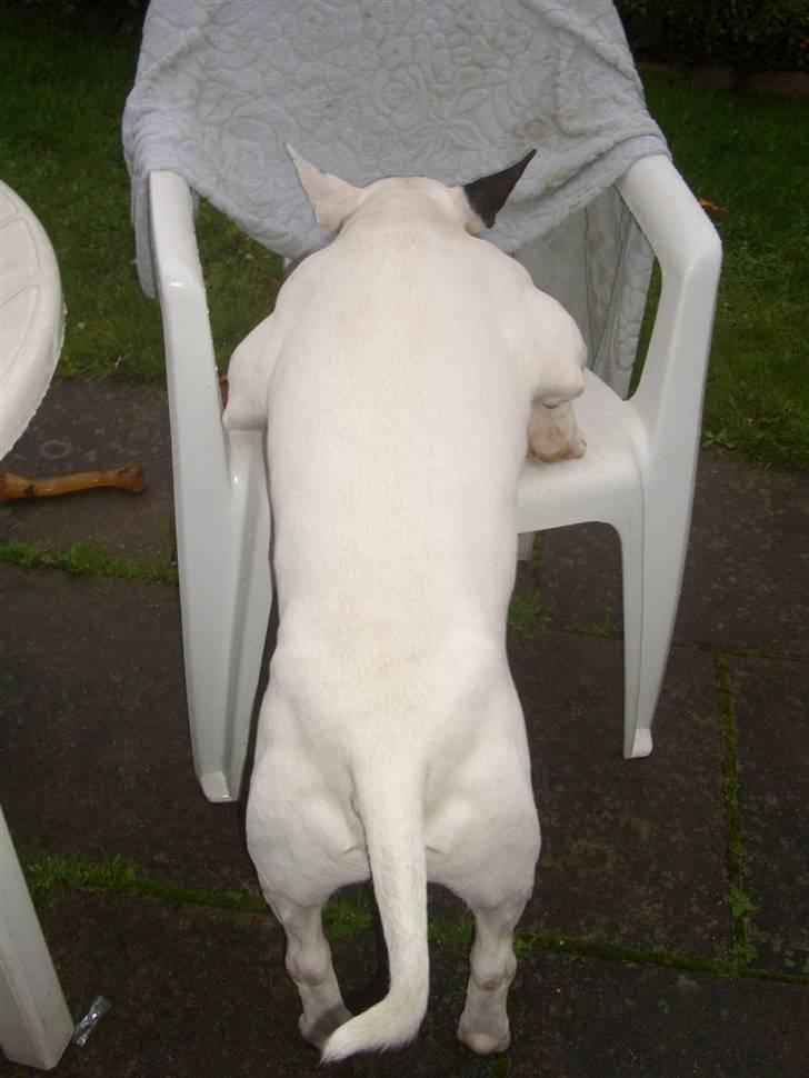 Bullterrier ALF  R.I.P savner dig ven - en rigtig mand kan sove alle steder billede 8