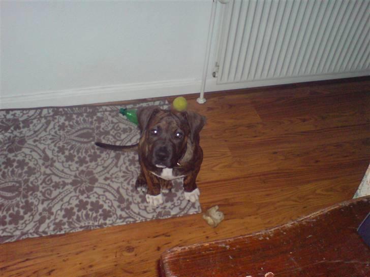 Blanding af racer Balder billede 17