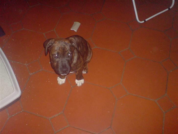 Blanding af racer Balder billede 18