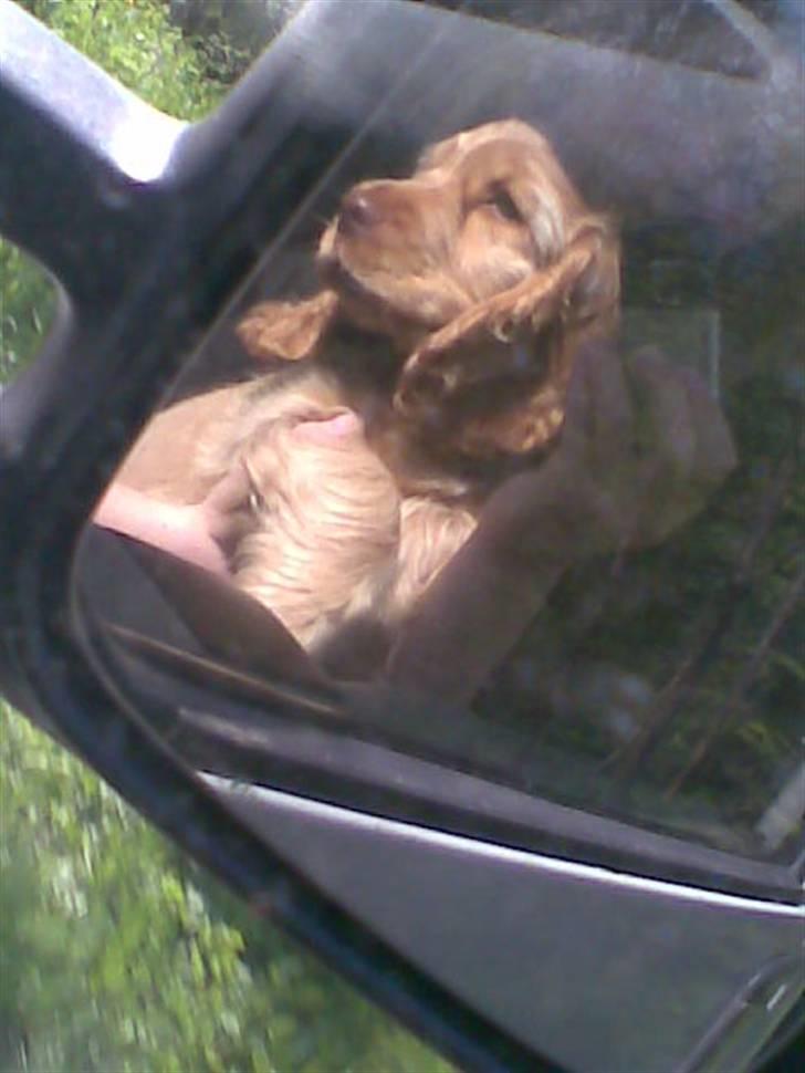 Cocker spaniel Zeus - Vi køre i bil, ;b billede 15