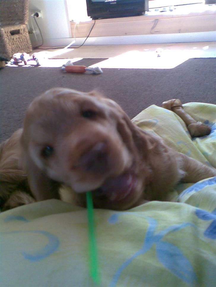 Cocker spaniel Zeus - Dræber hund, x) billede 16