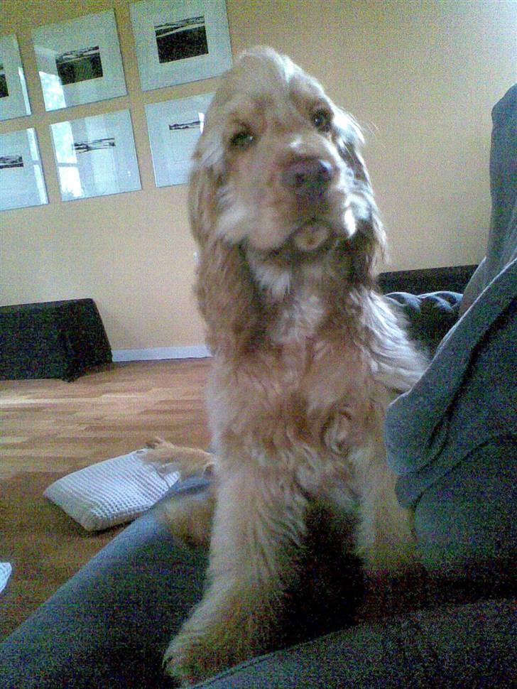 Cocker spaniel Zeus - Frisk fyr! billede 17