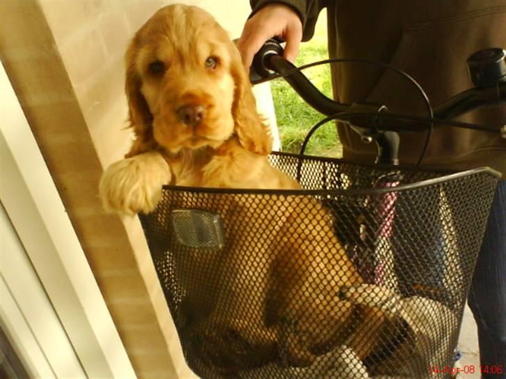 Cocker spaniel Zeus - Da han var mindre, kunne han være i min cykel kurv,. Så cyklede vi i skoven... :b billede 18