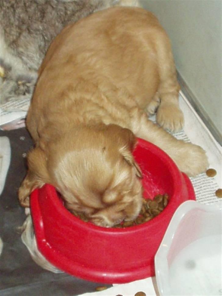 Cocker spaniel Zeus - Falder i søvn, i madskålen. Det godt gjort, Zeus! billede 19