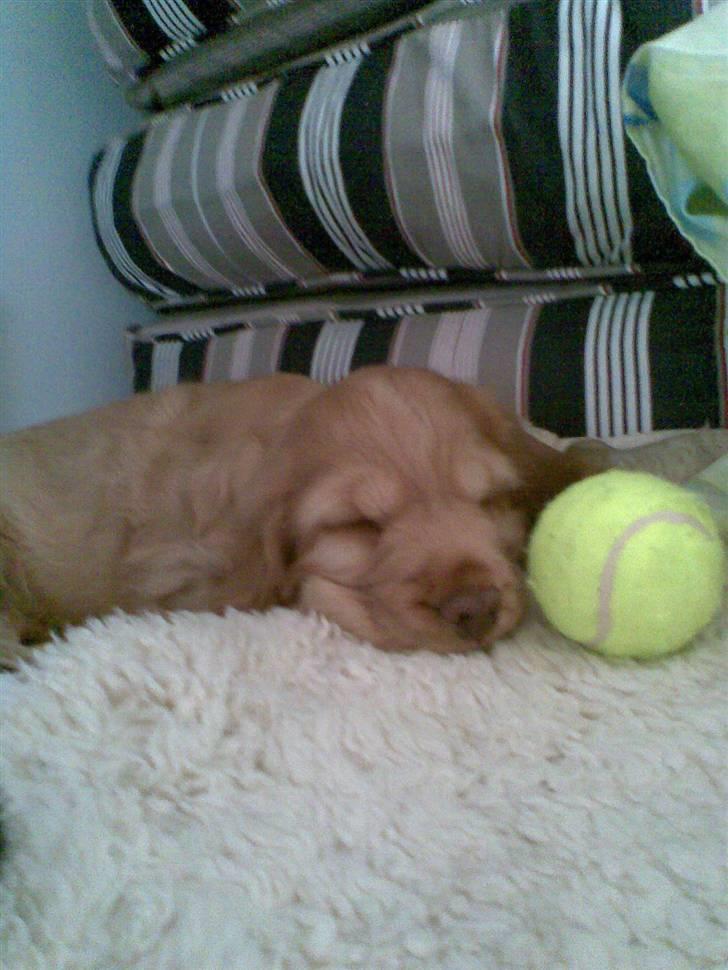 Cocker spaniel Zeus billede 20