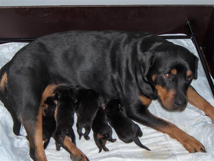 Rottweiler Freja  - frejsa med sine små pølser :b billede 1