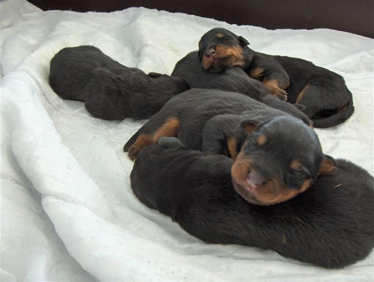 Rottweiler Freja  billede 2