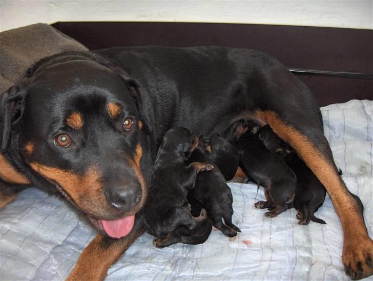 Rottweiler Freja  billede 3