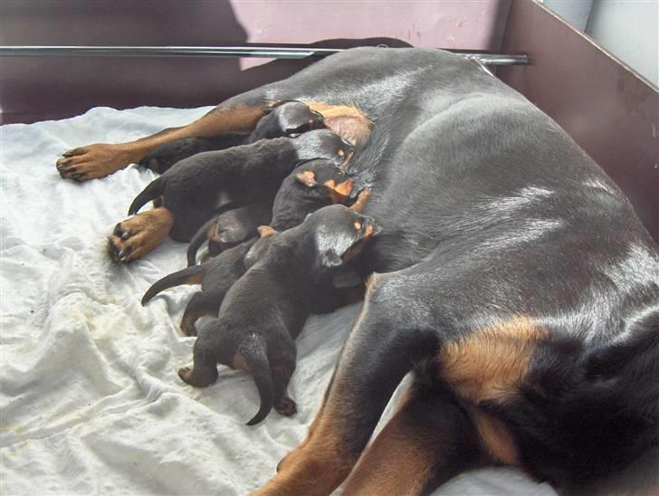 Rottweiler Freja  billede 4