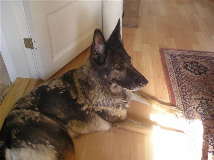 Schæferhund Flair R.I.P - elsker flair vi er bedst friend 4-ever<3<3<3<3<3<3<3=) billede 6