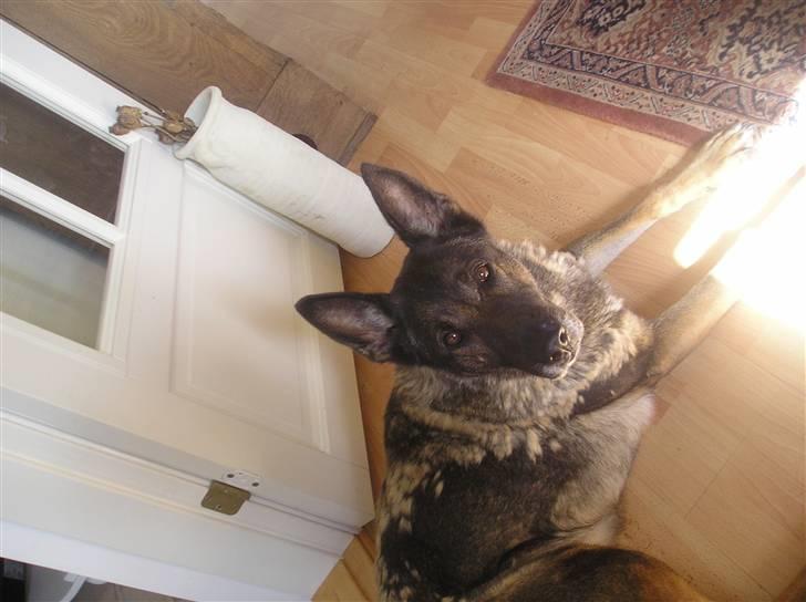 Schæferhund Flair R.I.P - hun elsker sig selv og mig self.=) billede 7