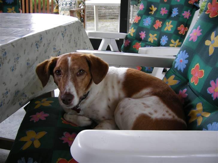 Dansk svensk gaardhund Vicki - Velkommen til Vickis profil billede 1