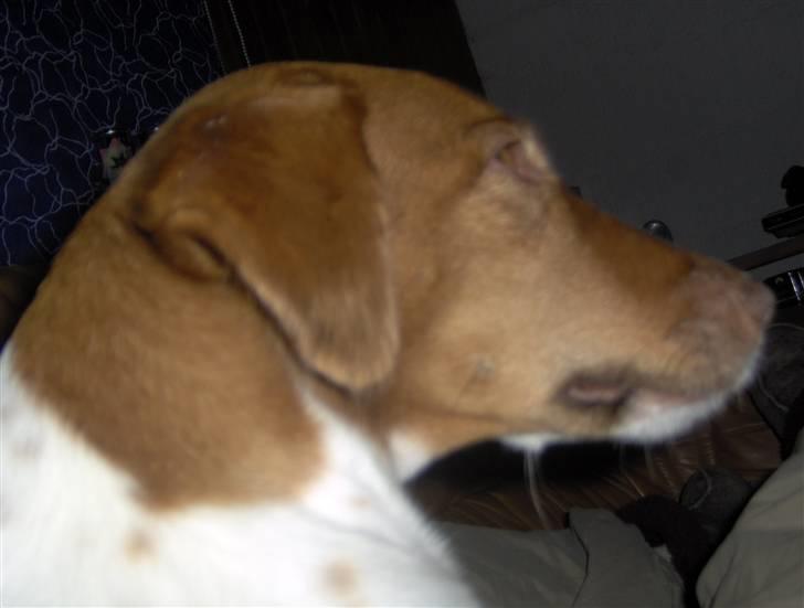 Dansk svensk gaardhund Vicki billede 2