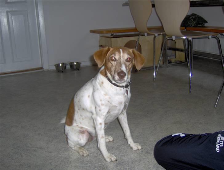 Dansk svensk gaardhund Vicki billede 3