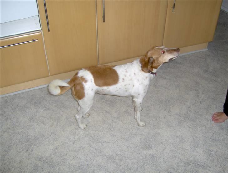 Dansk svensk gaardhund Vicki billede 4