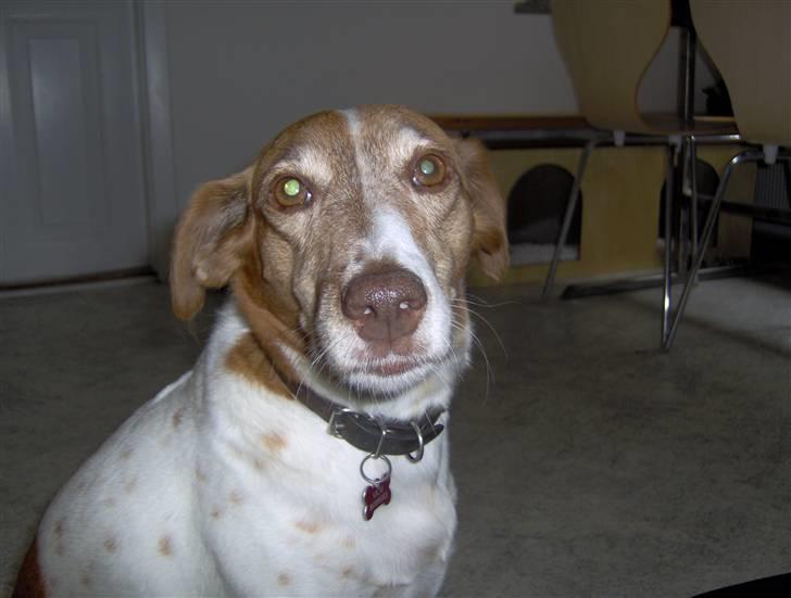 Dansk svensk gaardhund Vicki billede 5