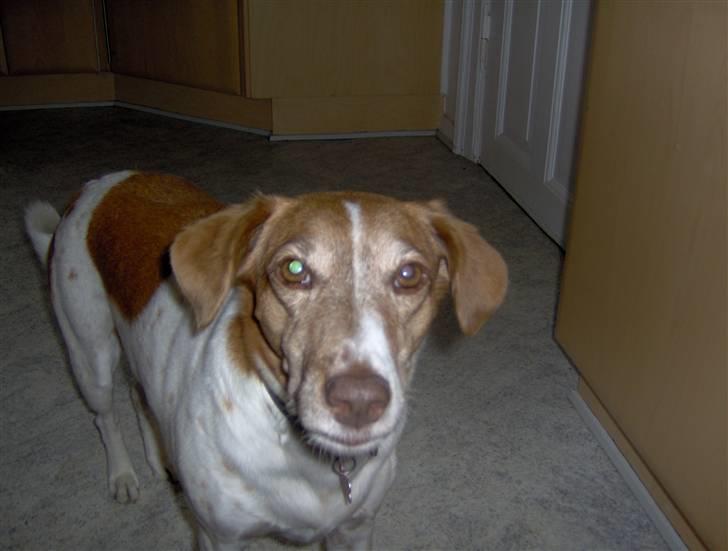 Dansk svensk gaardhund Vicki billede 6