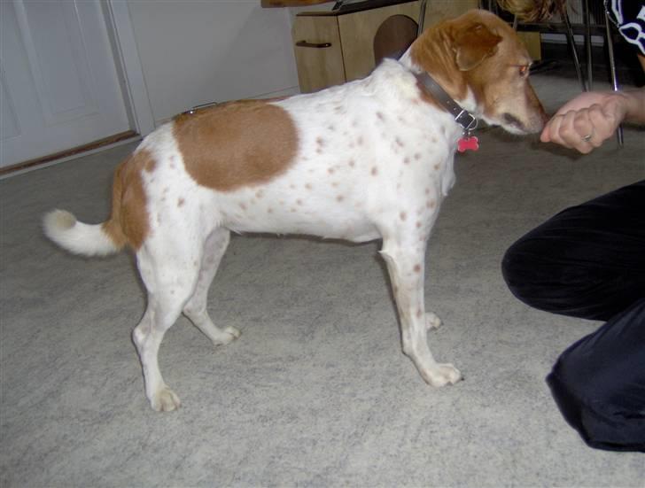 Dansk svensk gaardhund Vicki billede 7