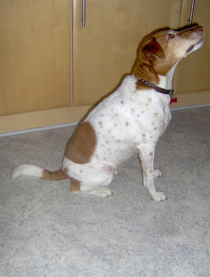 Dansk svensk gaardhund Vicki billede 8