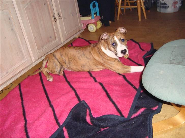 Blanding af racer Cassie - Her er jeg 8mdr :) det er bare gået stærkt...! billede 14