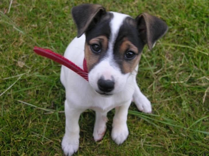 Dansk svensk gaardhund tøzen billede 1
