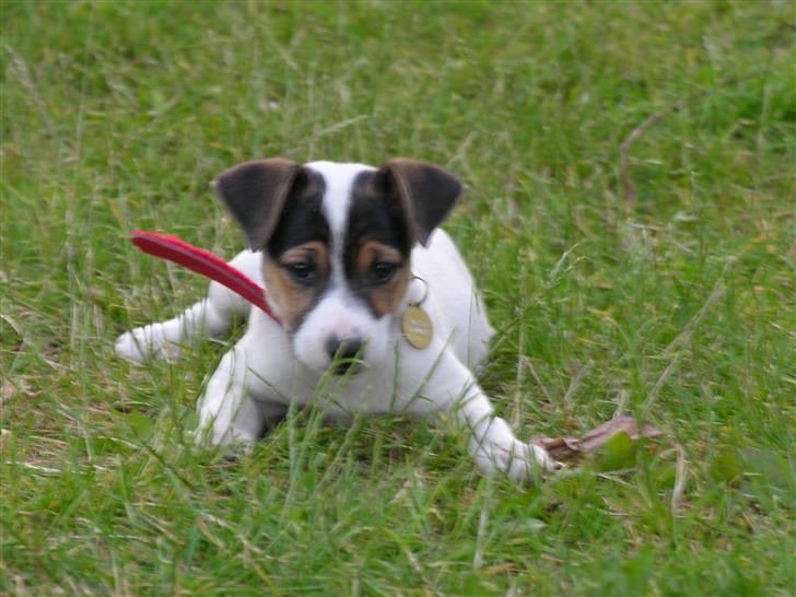 Dansk svensk gaardhund tøzen billede 2