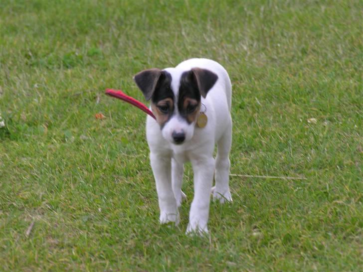 Dansk svensk gaardhund tøzen billede 3