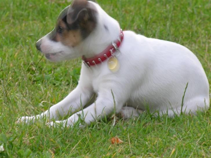 Dansk svensk gaardhund tøzen billede 4
