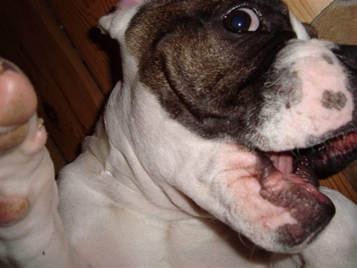 Blanding af racer ludvig - lækker billede 6