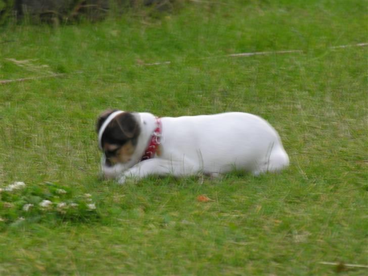 Dansk svensk gaardhund tøzen billede 5