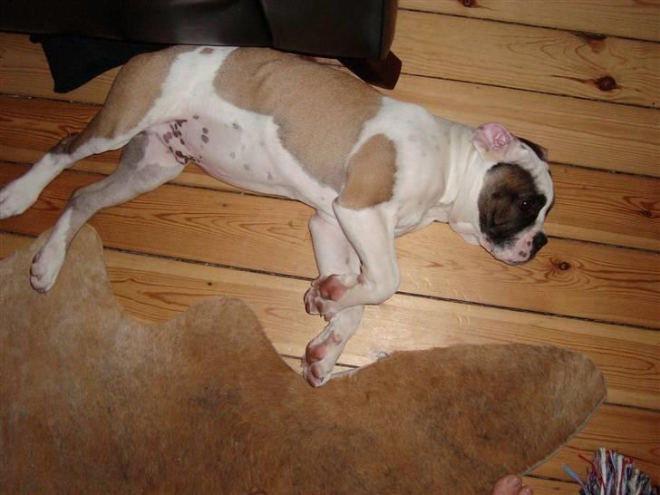 Blanding af racer ludvig - trætte dreng billede 7