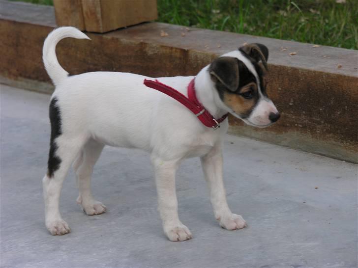 Dansk svensk gaardhund tøzen billede 6