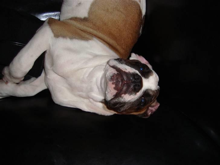 Blanding af racer ludvig - ludvig har indtaget sofaen billede 8