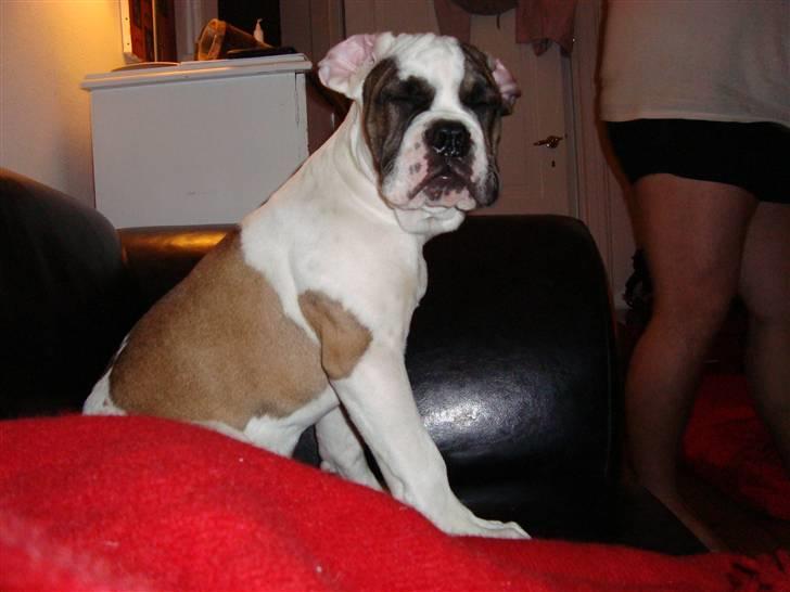 Blanding af racer ludvig - det er min sofa..smut billede 9