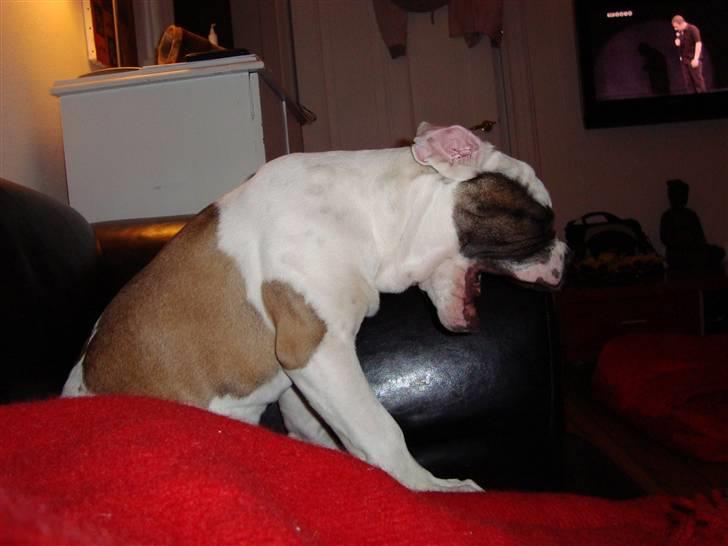 Blanding af racer ludvig - en lille smule træt...igen billede 10