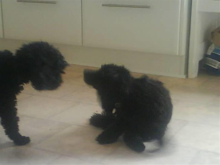 Dværgpuddel XiSofus play     - nåå jeg skal lige husk og glø mig i mit myggestik.. billede 7