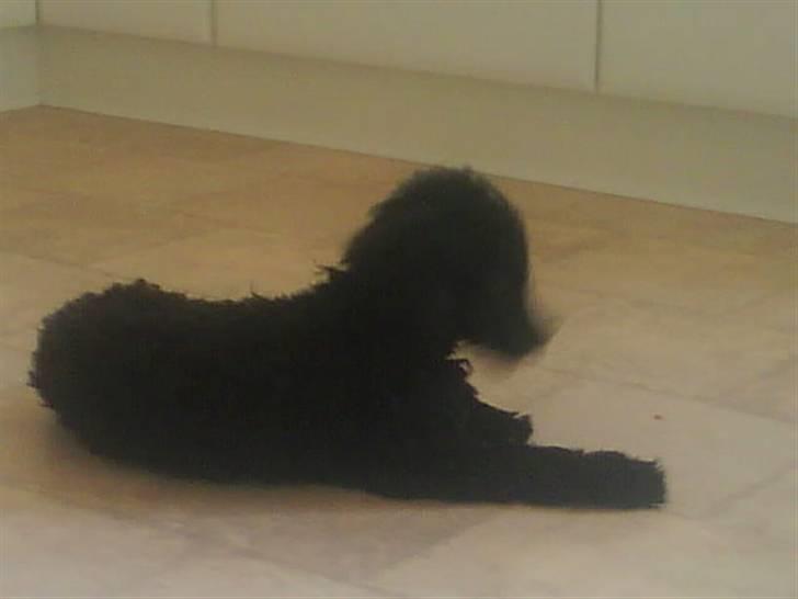 Dværgpuddel XiSofus play     - nu er det nok trunte jeg ligger dig ned næste gang.. til angreb billede 8