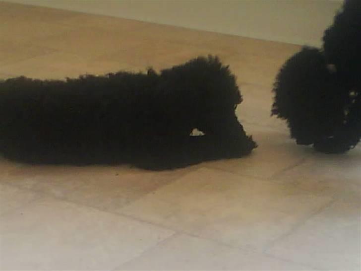 Dværgpuddel XiSofus play     - nu fik jeg enlig mad jeg var ved at blive lidt sulten billede 9